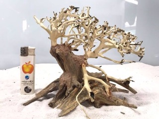 Bonsai Thuỷ Sinh D15 x C10 ......