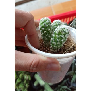 Xương rồng trứng chim - Mammillaria gracilis fragilis “Thimble Cactus” (Đọc mô tả)