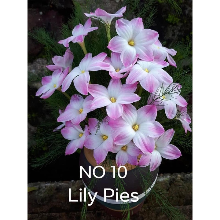 Củ hoa huệ mưa Lyli pie bông tròn to, thơm nhẹ, đẻ mắn siêu đáng mua_Hoa tóc tiên trắng viền hồng Lily pie