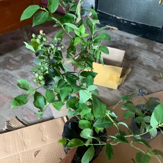 cây việt quất