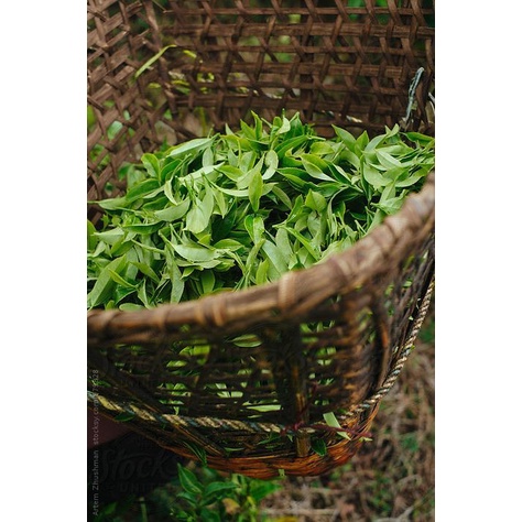 Trà xanh / chè búp Thái Nguyên loại đặc biệt 500g