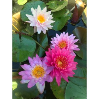 COMBO 5 CỦ HOA SÚNG THÁI MINI GIỔNG, CỦ TO, NHIỀU MÀU, mixx màu