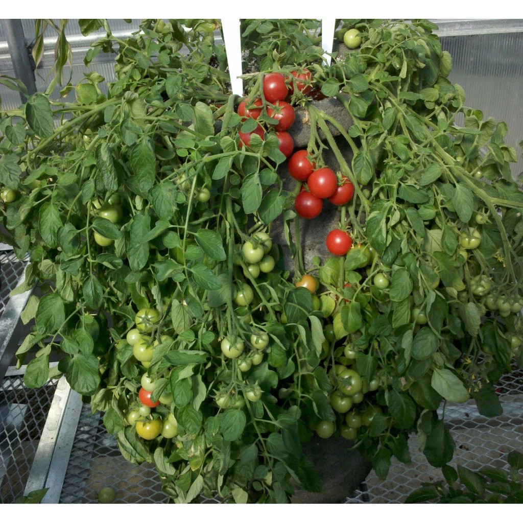 5h Hạt Giống Cà Chua Lâu Năm Lùn House