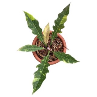 Philodendron ring of fire - cung đàn var - trầu bà răng cọp