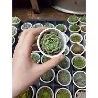 Sen đá Hồng xanh Thượng Hải