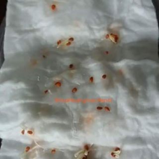 CÀ CHUA BI LÙN ĐỎ