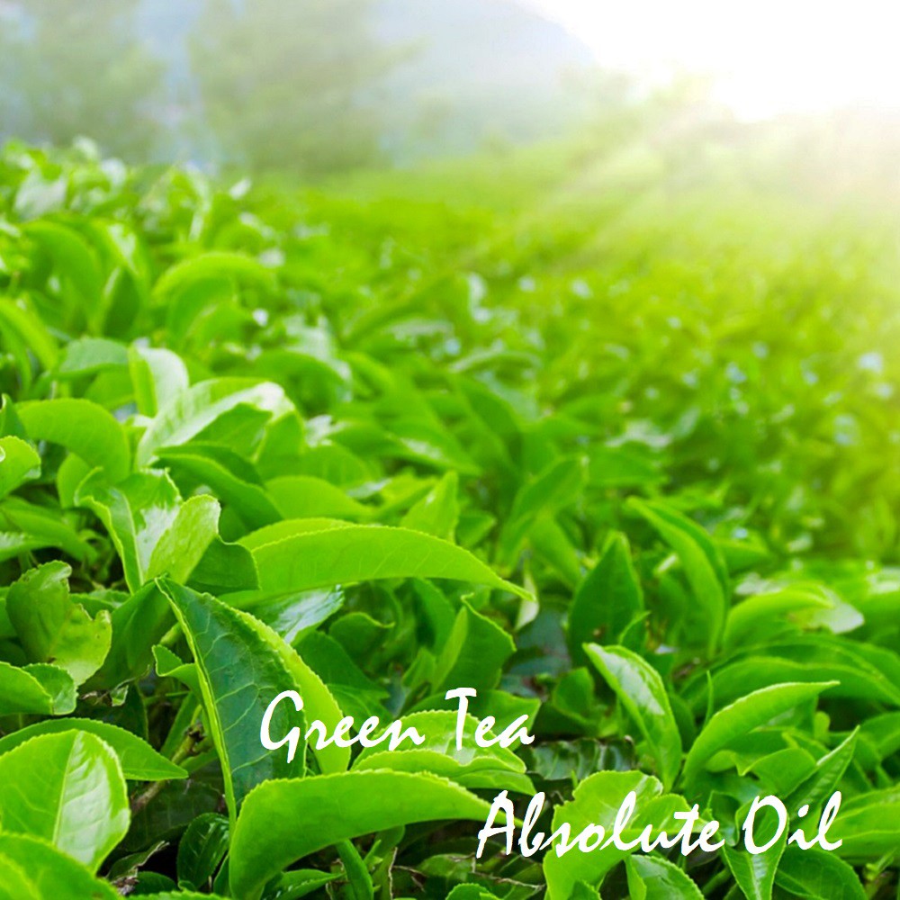 (Absolute) Tinh dầu Trà xanh tuyệt đối Green Tea Essential Oil