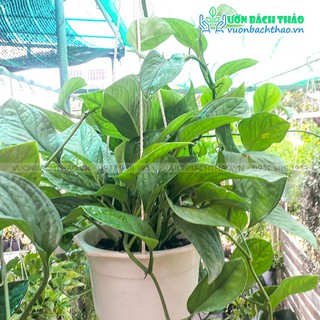 Cây trầu bà hạnh phúc lớn 0.6-0.8m