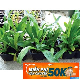 10g Hạt giống Ngò Gai