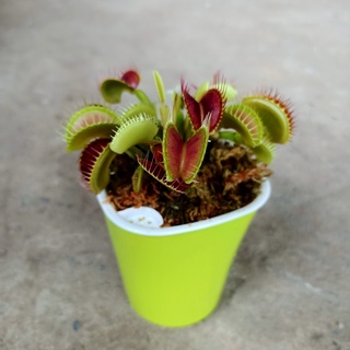Cây bắt mồi, bẫy kẹp diệt côn trùng siêu dễ thương - Venus Flytrap - Trang Flowers