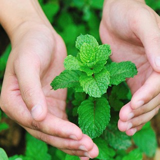0.1g hạt giống húng bạc hà - chính hãng
