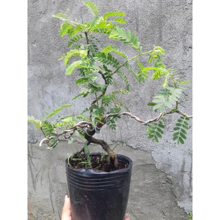 Cây me bonsai mini nhiều dáng