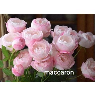 Cành Chiết Hồng Ngoại Maccaron (Cành Chiết Hoa Hồng)