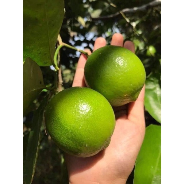 1kg chanh tươi nhà trồng