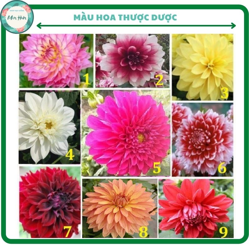 Củ hoa thược dược cánh kép nhiều màucủ khỏedễ trồng - MixASale