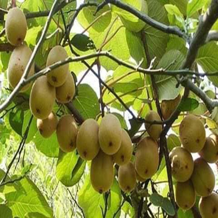 GIỐNG KIWI RUỘT VÀNG