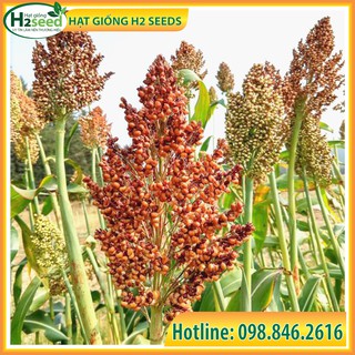 Hạt Giống Bo Bo - Gói 200g - Hạt Ý Dĩ - Siêu Giàu Dinh Dưỡng