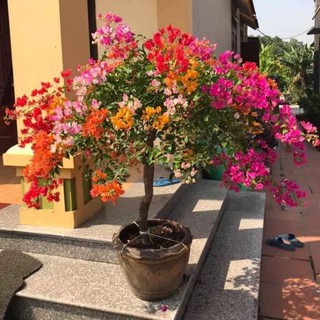 Gốc cây hoa giấy ngũ sắc