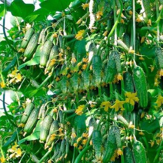Hạt giống dưa chuột chùm 500 hạt