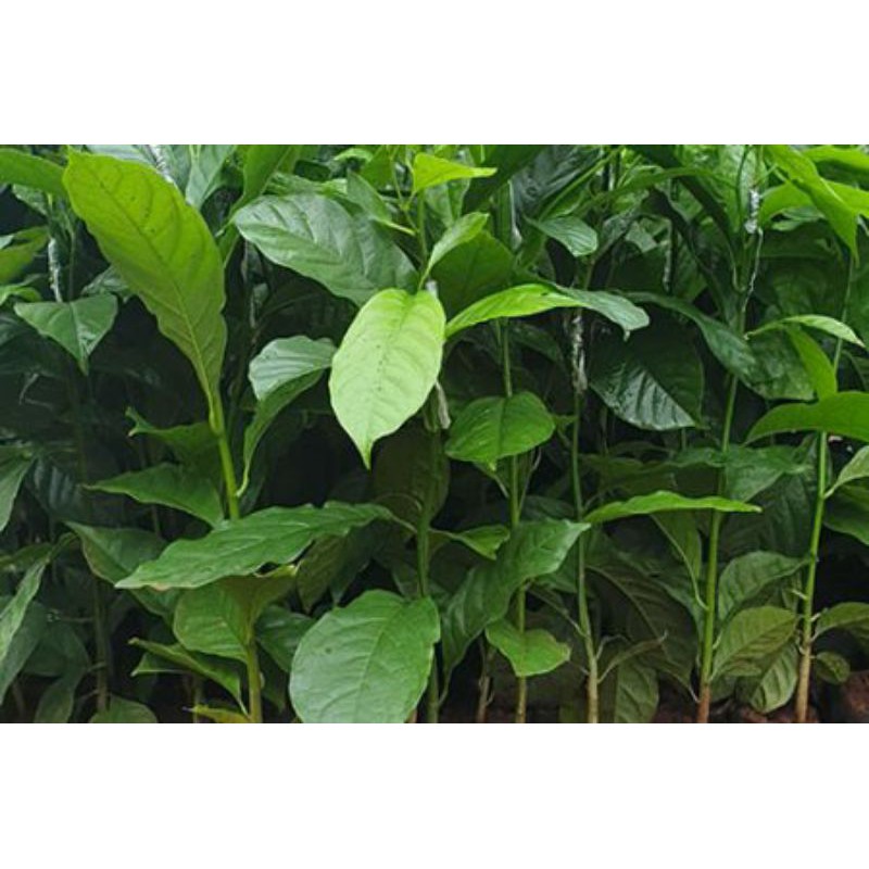 Cây giống dổi ăn hạt