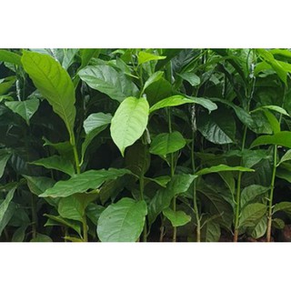 Cây giống dổi ăn hạt