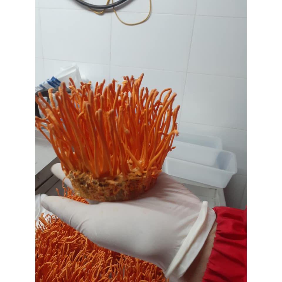 5 Hộp Đông Trùng Hạ Thảo Tươi (200g/hộp)