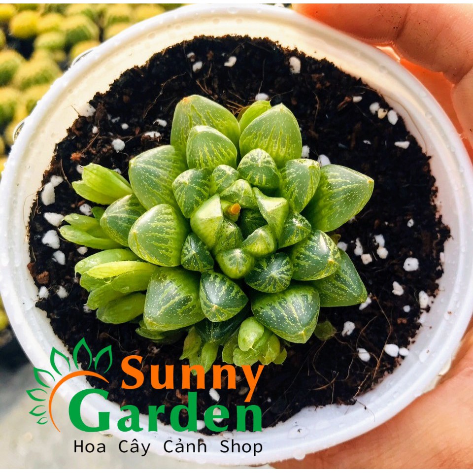 Sen Đá Haworthia Cooperi Var