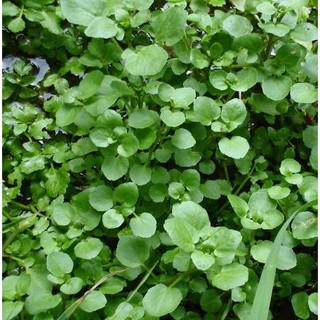 Hạt Giống Xà Lách Xoong Mỹ Chịu Nhiệt, Dễ Trồng 5.0