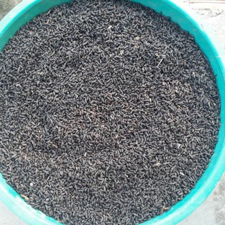 1KG PHÂN DƠI HỮU CƠ NGUYÊN CHẤT 100%