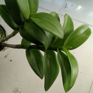 Lan denro màu vàng lưỡi đỏ