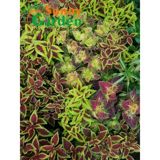 Cây Lá Gấm Mix Màu Chọn Ngẫu Nhiên - Cây Phong Thủy