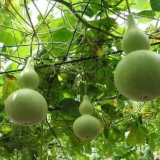 10 hạt bầu hồ lô