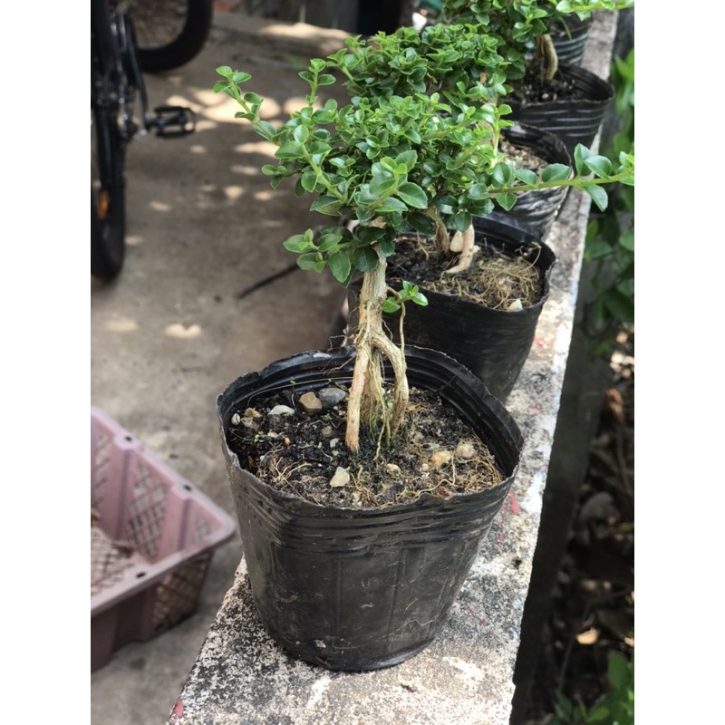 Cây sam hương - bonsai mini/ thuỷ sinh/bán cạn/ tiểu cảnh