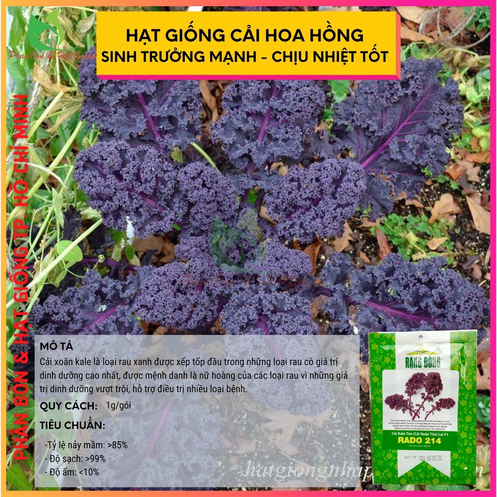 Hạt Giống Cải Kale Tím, Cải Xoăn Tím 1g - Rạng Đông - Shop Phân Bón và Hạt Giống