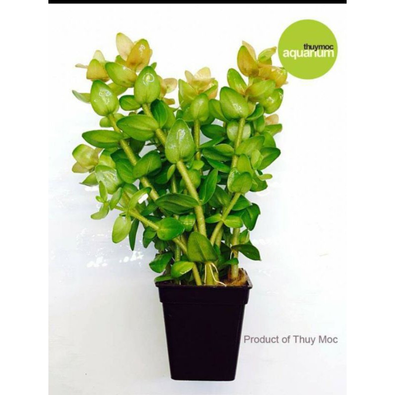 Cây lệ nhi thủy sinh