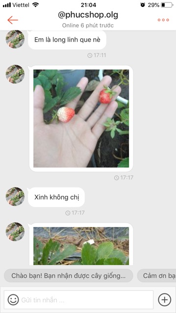 Combo 10 Cây giống  đủ loại. Mua 10 được 11 cây