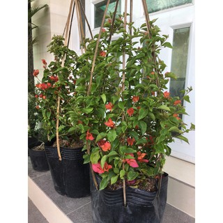 Giấy thái màu đỏ rực cháy siêu hoa(cây to)