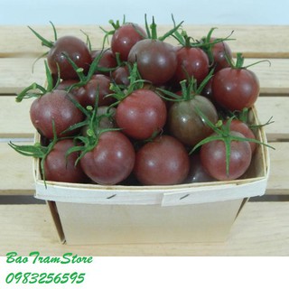 Rẻ- Hạt giống cà chua bi socola gula F1 gói 30 hạt xuất xứ Đức nhập khẩu, phân phối.