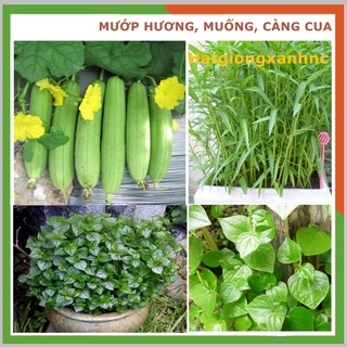 Combo hạt giống_3 loại rau quả (Mướp hương 10 hạt, rau muống 30gr, rau Càng cua 0,3gr)