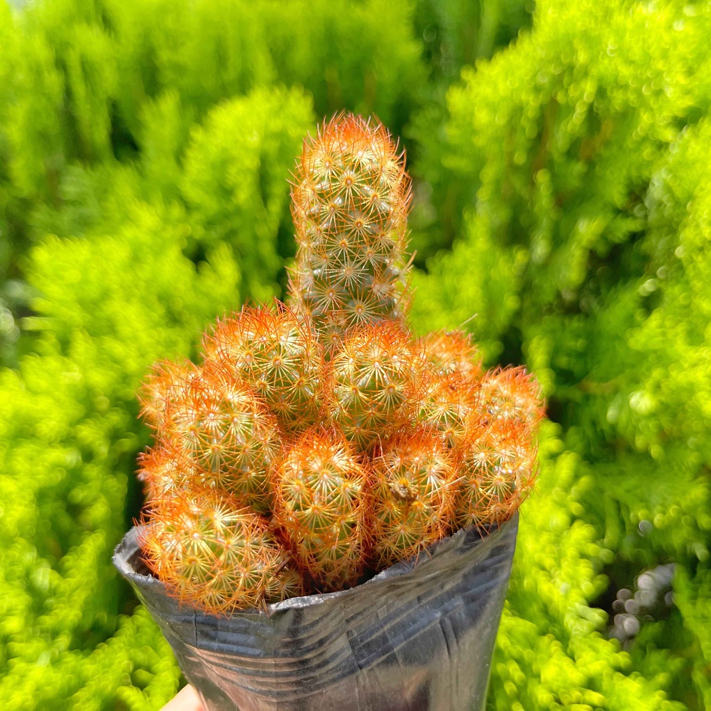 Xương rồng thạch trụ thiên cỡ vừa