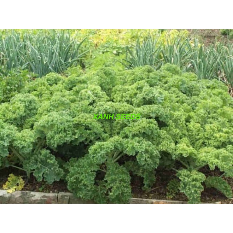 Hạt Giống Cải Kale- Cải Xoăn Xanh Giàu dinh dưỡng chịu nhiệt dễ trồng