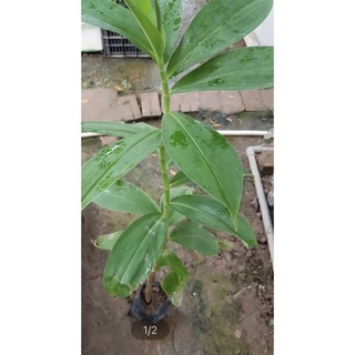 Cây các lồi, cây mía đo, cây đọt đắng, cây đọt hoàng, cây tậu chó
