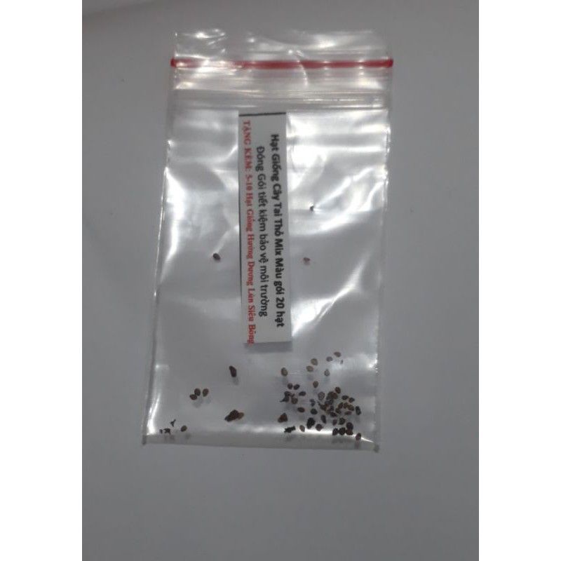 Hạt giống hoa tai thỏ mix màu 20 hạt