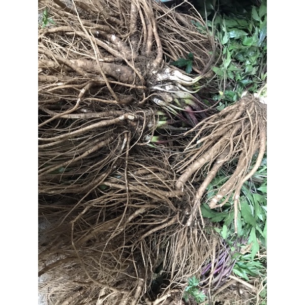 1kg sâm đương quy khô Tây Bắc