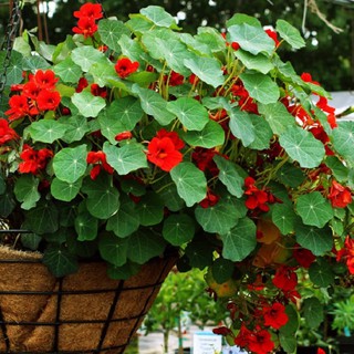 Hạt Giống Hoa Sen Cạn Lùn (5 Hạt)