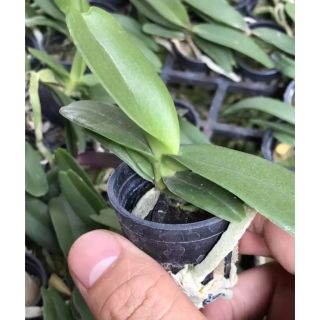 10 cốc_ lan ngọc điểm nhập thái_ ngọc điểm_ nghinh xuân_ đai châu ( tặng thuốc kích thích mọc rễ )