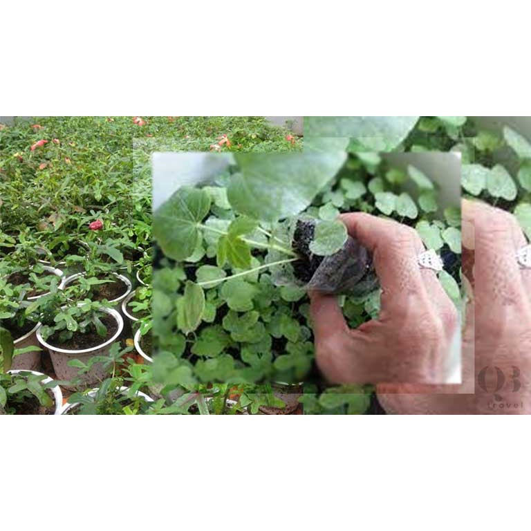 50 Hạt Giống Nhân Sâm Bố Chính Tỉ Lệ Nảy Mầm Cao