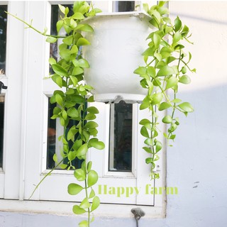 Cây lan hạt dưa siêu đẹp