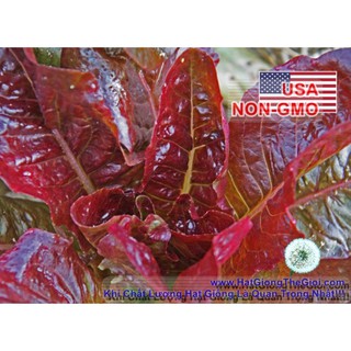 20GR Hạt Giống Xà Lách Romaine Chịu Nhiệt Red (| B17*V54)
