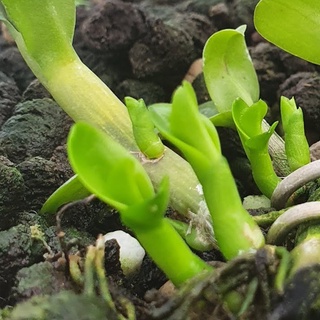 Phân Bón Kích Mầm Kích Rễ & Thải độc Tố Trong Đất - ROOT PLEX